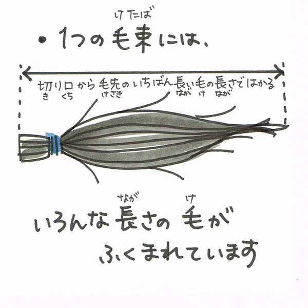 と ヘア ド は ネーション